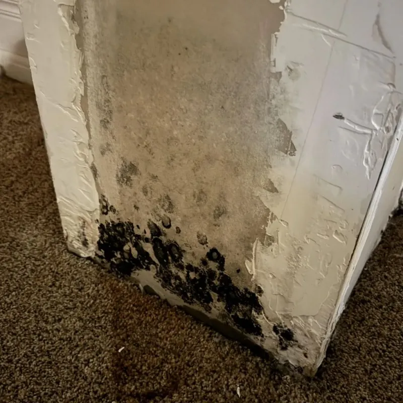 Professional Mold Removal in Rosamond, CA